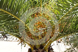 Date palm fruits ripen on the tree