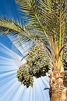 Date palm with green unripe dates.