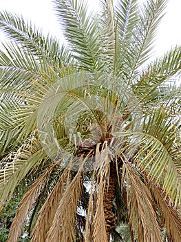 Date Palm growing in Karbala, Iraq