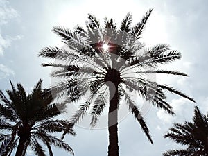 Date Palm growing in Karbala, Iraq blocking the sun and providing shade