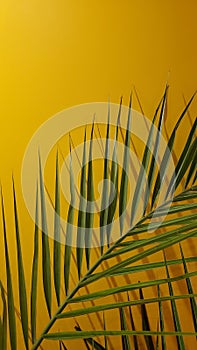 Date palm leaf on yellow background. Tropical travel