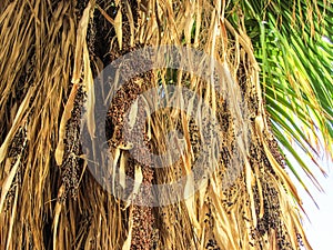 Date palm leaves dates