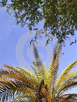 Date palm leaves and ghaf tree leaves with sky background