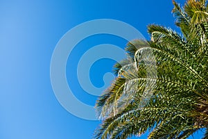 Date palm leaves in sunshine on clear cloudless blue sky background, copy space. Concept summertime, vacation, tropics, nature,