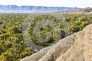 Date palm oasis in Morocco