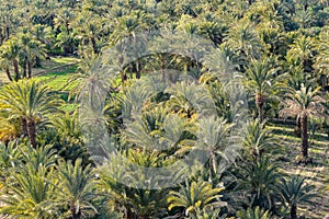 Date palm oasis in Morocco