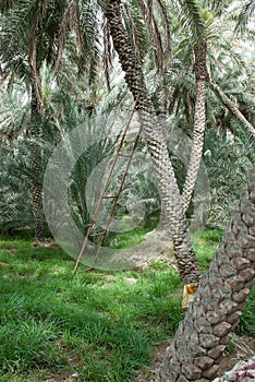 Date palm oasis UAE