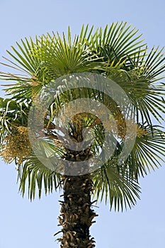 Date Palm (Phoenix dactylifera)