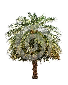 Date palm (Phoenix dactylifera)