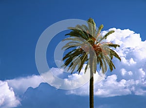 Date Palm, Phoenix Dactylifera