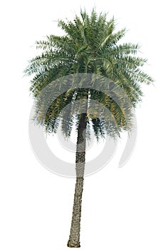Date Palm Phoenix dactylifera with big clumps of dates