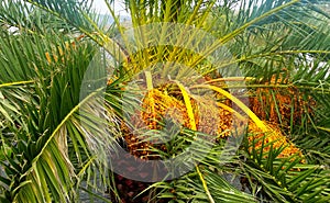 Date Palm / Phoenix Dactylifera with fruits