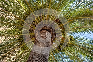Date palm Phoenix dactylifera seen from below