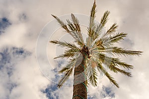 Date palm Phoenix dactylifera seen from below