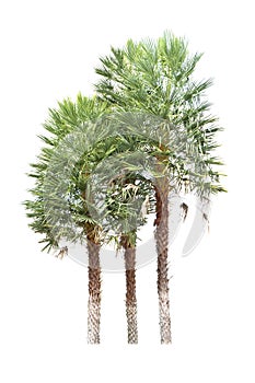 Date palm (Phoenix dactylifera), tropical tree