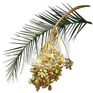 Date palm Phoenix L. - leaf and fruit branch with fruits