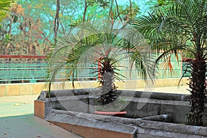 Date Palm Phoenix roebelenii in a building rooftop