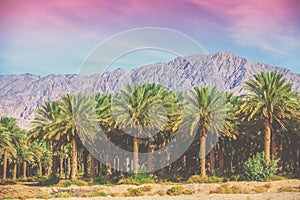 Date palm plantation on a background of mountains