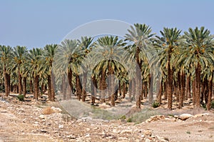 Date Palm Plantation - Dead Sea, Israel