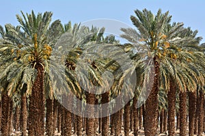 Date Palm Plantation - Dead Sea, Israel