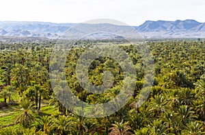 Date palm plantations in Morocco