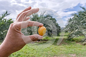 Date palm raw in hand holding, yellow date palm, fresh date palm in farmland