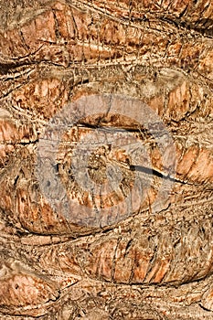 Date-palm's bark