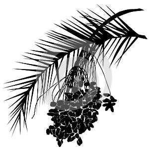 The date palm silhouette Phoenix L. is a leaf and fruit branch with fruits