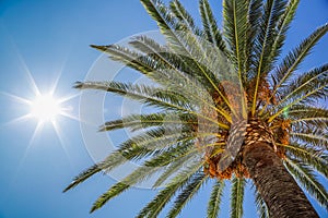 Date palm and sun in sky, view of the palm tree from the bottom up. Glare from the sun, real photo