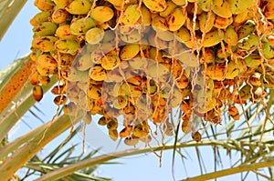 Date palm sunlight on Nature background