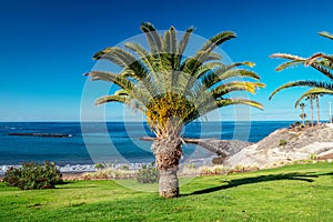 Date palm on the Tenerife island. Calm ocean and blue sky at the background