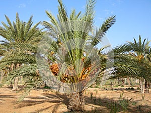 The date palm tree