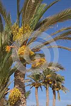Date palm tree
