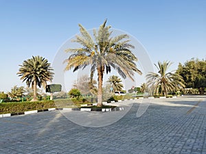 Date Palm tree in Abudhabi, UAE.