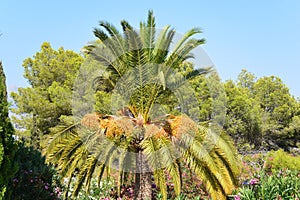 Date Palm tree in Alicante, Spain