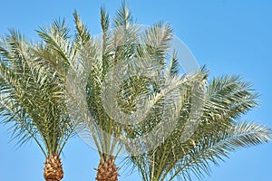 Date palm tree on a beach against blue sky