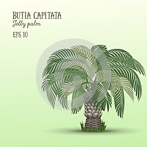 Date palm tree, Butia capitata.