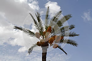 Date Palm Tree And Cloudy Sky