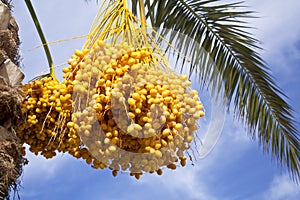 Date palm tree with dates