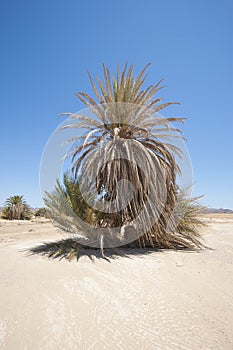 Date palm tree in desert landscape
