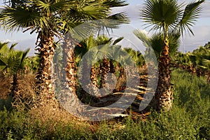 Date Palm Tree Farm