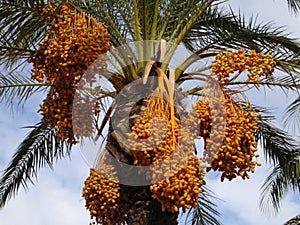 DATE PALM TREE FRUIT DESERT TROPICAL