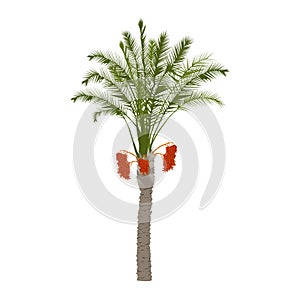 Date palm tree with fruits