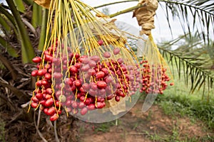 A date palm tree with hanging clusters of fruit