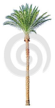 Date palm tree isolated