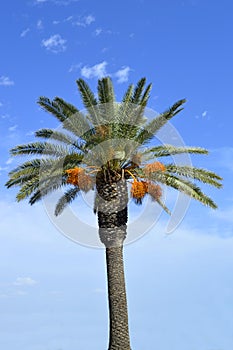 Date palm tree Latin name Phoenix dactylifera