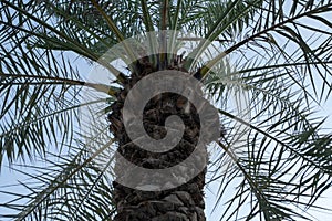 Date palm tree leaves from bottom