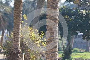 Date palm , tree of the palm family cultivated for its sweet edible fruits. The date palm has been prized from remotest antiquity