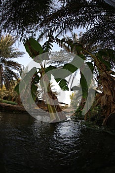 Date palm , tree of the palm family cultivated for its sweet edible fruits. The date palm has been prized from remotest antiquity