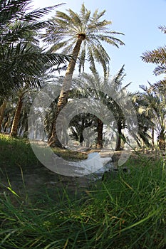 Date palm , tree of the palm family cultivated for its sweet edible fruits. The date palm has been prized from remotest antiquity